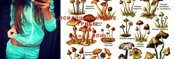 амф Елизово