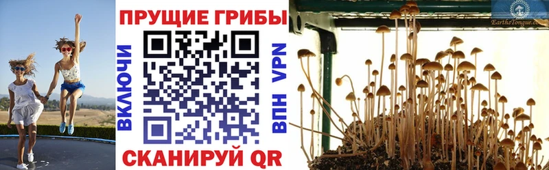 ссылка на мегу   Зерноград  Псилоцибиновые грибы мицелий 